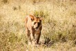 © SuperStock - Lioness (Panthera leo) walking in a wilderness area