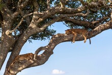 Two Lion Cubs (Panthera Leo) Sleeping On A Tree, Serengeti National Park, Tanzania