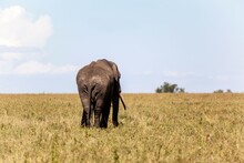 African Elephant (Loxodonta Africana) Walking In A Wilderness Area, Serengeti National Park, Tanzania
