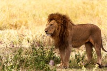 Male Lion (Panthera Leo) Standing In A Forest, Serengeti National Park, Tanzania