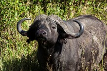 Bull Cape Buffalo (Syncerus Caffer) Standing In Short Grass, Tanzania