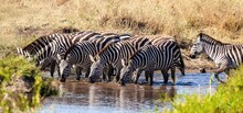 Thirsty Zebras Drinking Water At A Waterhole