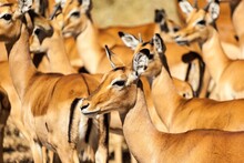 Herd Of Impala (Aepyceros Melampus), Serengeti National Park, Tanzania