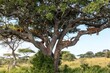 © SuperStock - Lion cubs (Panthera leo) sleeping on a tree, Serengeti National Park, Tanzania