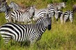 Zebra herd during migration, Serengeti National Park, Tanzania