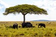 Herd of African elephants (Loxodonta africana) in a forest, Serengeti National Park, Tanzania