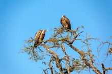 Vultures Perching On A Tree, Serengeti National Park, Tanzania