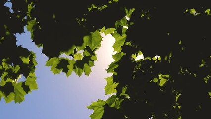 Wall Mural - Green leaves against a blue sky . Full hd video exhibition. Nature. Summer plants and sunlight.