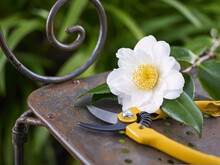 White Camellia Flower And Secateurs Resting On Old Metal Seat In Garden