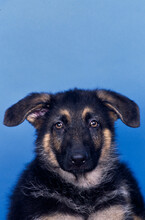 German Shepherd Puppy On Blue Background