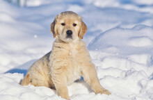 Golden Retriever Puppy In Snow