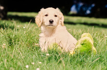 Golden Retriever Puppy In Grass With Toy