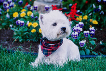 West Highland White Terrier Wearing Plaid Scarf Outdoors On Grass In Front Of Flowers