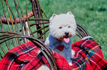 West Highland White Terrier On Red Plaid Blanket On Chair