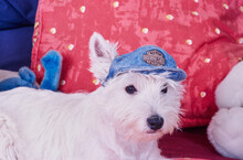 West Highland White Terrier Wearing Harley Davidson Denim Hat