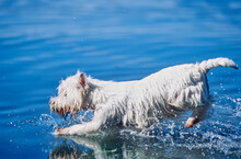 West Highland White Terrier Running Through Water