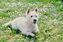 West Highland White Terrier In Grass And White Flowers
