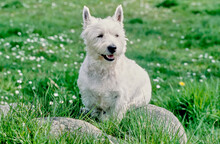 West Highland White Terrier Sitting On Rock In Grass And White Flowers