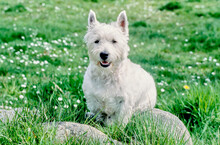 West Highland White Terrier Sitting On Rock In Grass And White Flowers