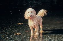 Goldendoodle Standing In Water In Creek