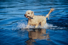 Goldendoodle Running Through Water With Stick In Mouth