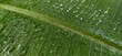 Summer rain water droplets fallen on fresh single wet dark and vibrant big green wild banana plant leaf surface. beautiful foliage greenery background texture with copy space. Close up macro top view.