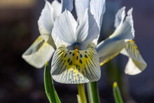 Blooming Blue Iris Flower In Early Spring Macro Photography. Wildflower With Striped Yellow-blue Petals Close-up Photo In A Springtime. Light Blue Iris Katharine Hodgkin Floral Background.