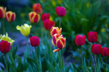 Fototapeta Tulipany - Rabata czerwone tulipany na zielonym tle	
