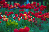 Fototapeta Tulipany - Rabata czerwone tulipany na zielonym tle