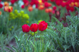 Fototapeta Tulipany - Rabata czerwone tulipany na zielonym tle	
