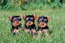 Yorkie Puppies In Grass