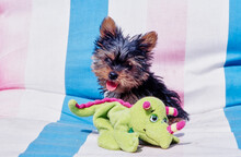 Yorkie Puppy On Chair