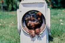 Yorkie Puppy In Fire Hydrant