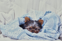 Yorkie Puppy On Pillow
