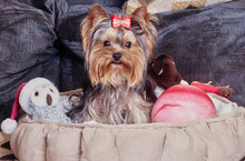 Yorkie In Bed With Stuffed Animal