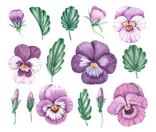 Watercolor Set Of Pansies Flowers On A White Background