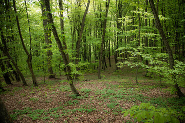  Forest trees. nature green tree