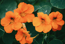 Orange Flowers And Green Leaves Of Garden Nasturtium Closeup