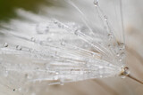 Fototapeta Dmuchawce - close up macro of a dandelion seeds with water droplets on them