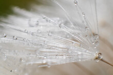 Close Up Macro Of A Dandelion Seeds With Water Droplets On Them