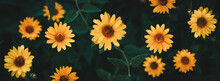 Yellow Sunflower Like Heliopsis Flowers On Dark Green Background, Low Key, Wide Banner Size