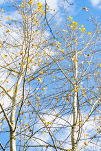 Bare Branches In Autumn, Remnants Of Yellow Leaves In Late Autumn, Bottom-up View. High Quality Photo