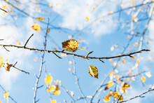 Bare Branches In Autumn, Remnants Of Yellow Leaves In Late Autumn, Bottom-up View. High Quality Photo