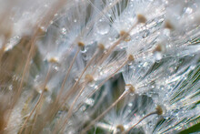 Close Up Macro Of A Dandelion Seeds With Water Droplets On Them