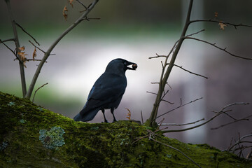 view of a black bird with berry in beak