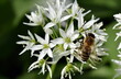 Biene auf einer Bärlauchblüte
