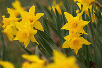 Wall Mural - Focus on Group of Yellow Trumpet Daffodils in Garden in Spring with Creamy Bokeh