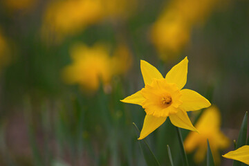 Wall Mural - Focus on One Single Yellow Trumpet Daffodil in Garden in Spring