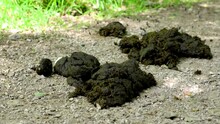 Swarm Of Flies On Fresh Horse Manure Take Off In Slow Motion
