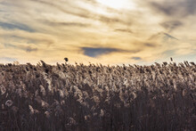 A Field Of Reeds And Backlit Clouds